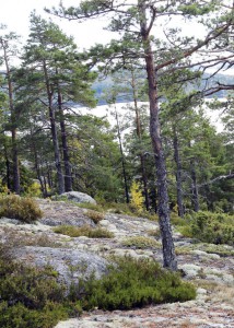 Per Edström gillar öppen havsnära hällmarkstallskog.