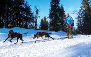 Marie Molander och hundarna Norma (med vita frambenen) och Iso har spenderat mycket tid i Vemdalen. ”Jag tackar vädergudarna för att snön kom tidigt där i år”. Foto: Andreas Einarsson