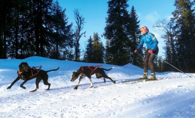 Marie Molander och hundarna Norma (med vita frambenen) och Iso har spenderat mycket tid i Vemdalen. ”Jag tackar vädergudarna för att snön kom tidigt där i år”. Foto: Andreas Einarsson