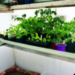   Tomatplantorna i ”bäbiskammaren”.