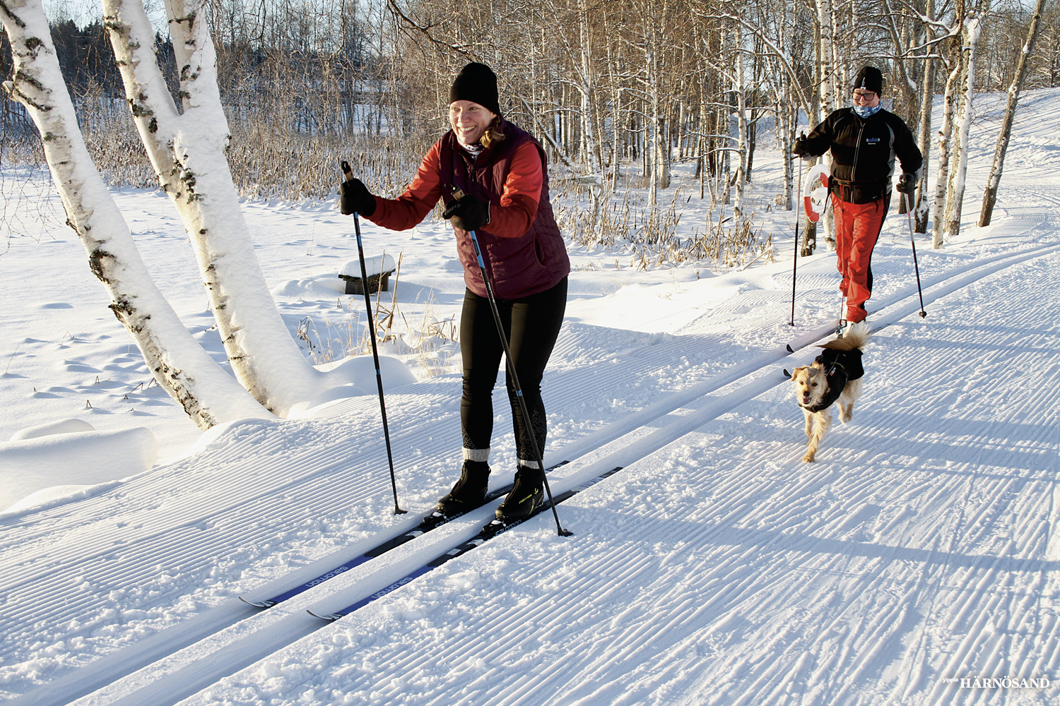 Den nya spåravgiften för skidåkning har blivit en succé för Härnösands kommun.