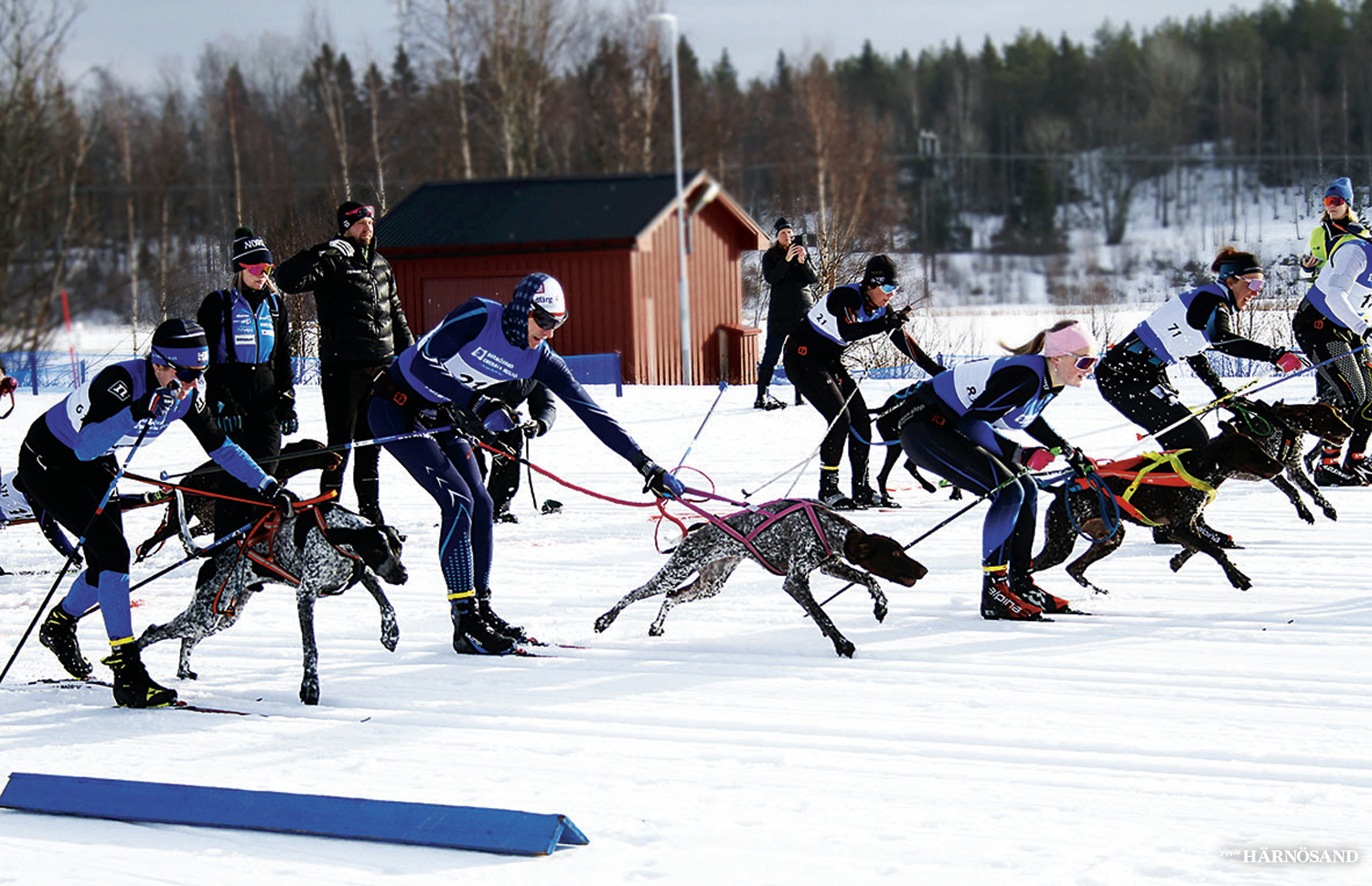 Starten har gått för den avslutande stafetten på draghunds-SM på Bondsjöhöjdens vårlika skidspår.