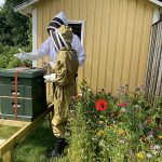   På den senaste säsongen kunde paret Vallgårda skörda 68 kg honung från sina samhällen.