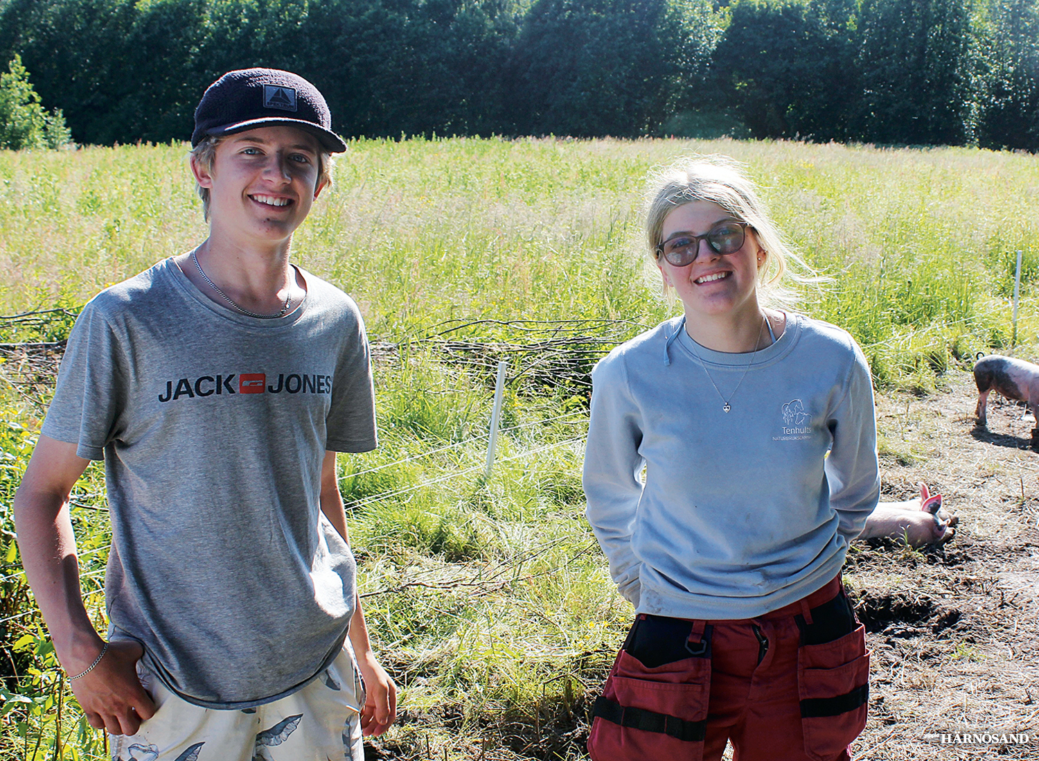 Syskonen Tage och Astrid Wikström föder upp grisar på Hemsön.