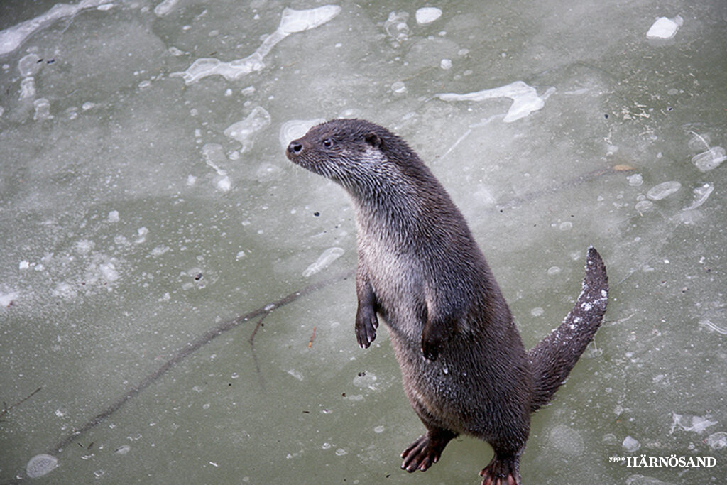 Uttern gör en stark comeback i Sverige efter att ha varit nära utrotning under 1900-talet på grund av miljögifter.
