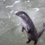 Uttern gör en stark comeback i Sverige efter att ha varit nära utrotning under 1900-talet på grund av miljögifter.