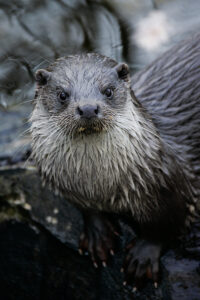 Uttern är tillbaka i samtliga vattendrag i Västernorrland.