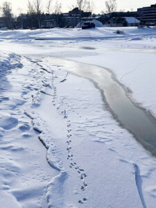 Färska utterspår i centrala Härnösand, februari 2026.